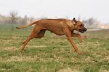 RODESIAN RIDGEBACK 154